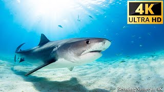 Our Planet | Animals Of Ocean 4K: Shark (4K ULTRA HD) - Scenic Relaxation Film With Calming Music