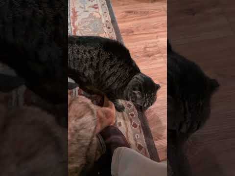 Cat won't leave dog alone #adorable #cute #pets