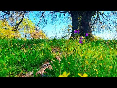 🌳Fresh Morning Spring Ambience 🌷͙֒☀️ Healing Frequency Meditation to start your Day 🌳 Nature Therapy