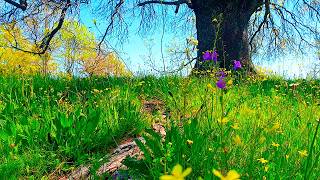 🌳Fresh Morning Spring Ambience 🌷͙֒☀️ Healing Frequency Meditation to start your Day 🌳 Nature Therapy