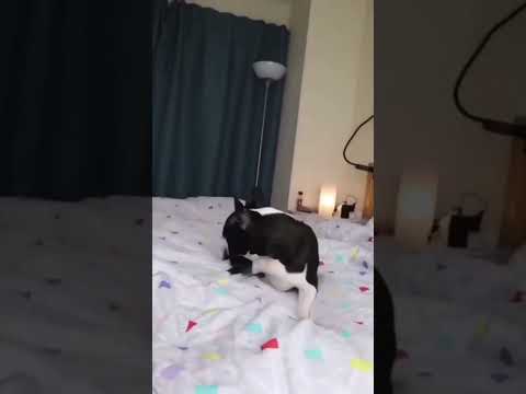 Hilarious Cats And Dogs 🤣 try not to laugh 😆 #funny #funnyvideo #cat #pets