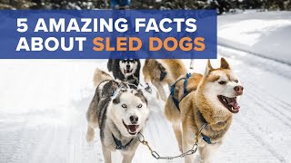 Iditarod Sled Dogs: Facts To Know