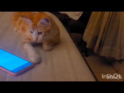 just like US he also wants his screen time| viral funny cats #catshorts #cat #kitten #catvideos