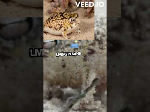 Meet the Adorable & Unique Desert Rain Frog! #animals #nature #frog #didyouknow #funfacts