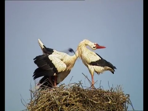 Flight of the Stork - Nature Documentary