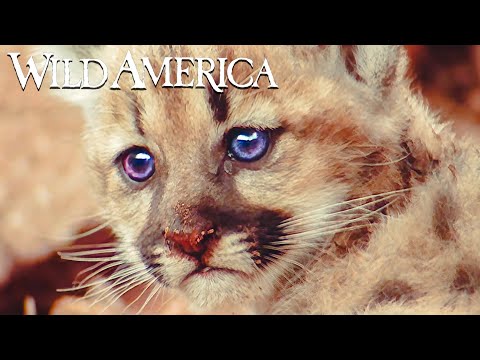 Wild America | S5 E1 Beautiful Blues | Full Episode HD