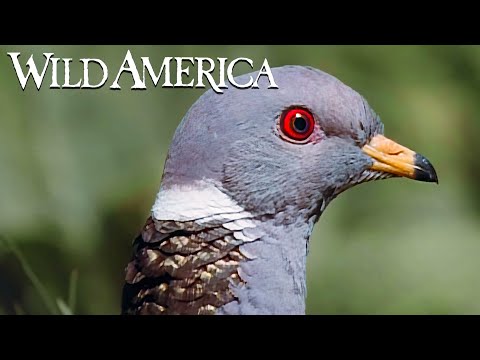 Wild America | S6 E1 Birds of Peace | Full Episode HD