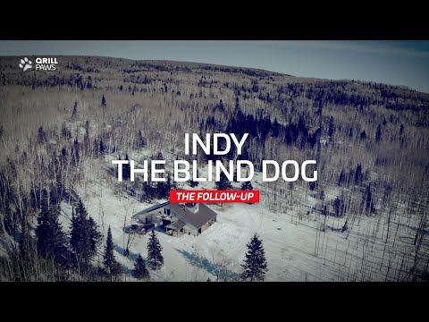 Indy The Blind Dog Is Back | QRILLPAWS 2021