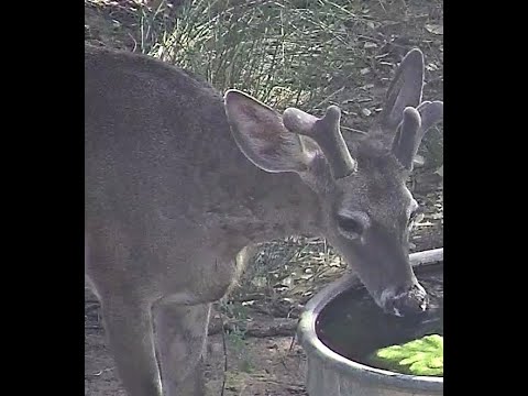 White Tail buck at water tank July 11 2024