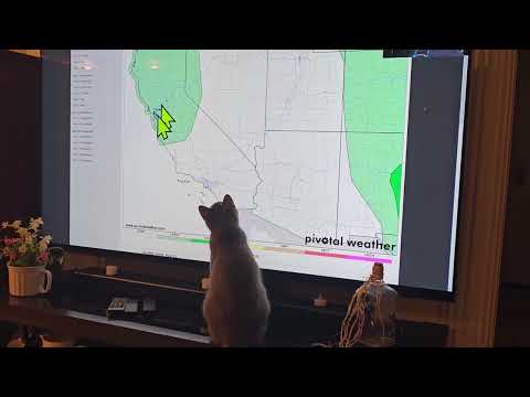 Tootsie the Cat Enjoys a Weather Forcast