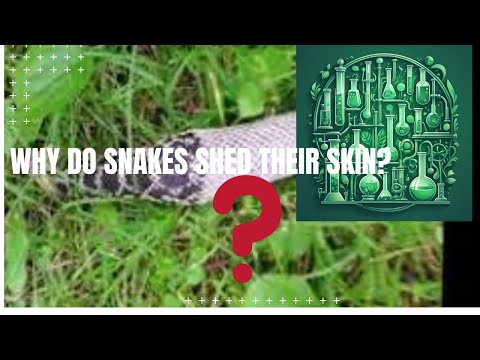 Why Do Snakes Shed Their Skin?#animals #nature #snakes