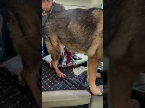 UPS Truck OBLITERATES German Shepherd, Paw Dangling Like Piece Of Meat As She Cries [STORY BELOW]