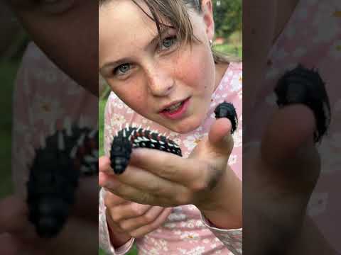 These two huge Cabbage Tree Caterpillars are fascinating to see up close! 🐛🙌🏻