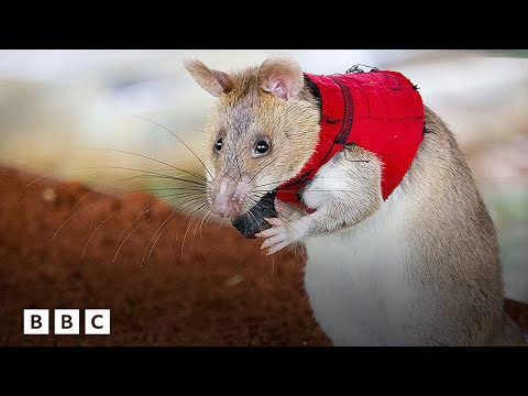 How giant rats in tiny vests are sniffing out crime | BBC Global