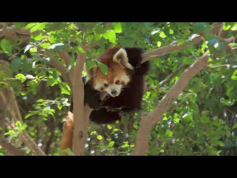 Red Pandas! Cute, Rare, and Full of Secrets! #WildlifeFacts #RedPanda #NatureIsAmazing