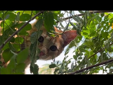 Cute kittens enjoying in woods  #cute #catlover #cat #kitten #tabbycat