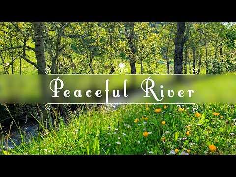 Healing Frequency 🌳NATURE THERAPY🌳Peaceful River Flowing Sound & Birds Singing on a Summer Afternoon