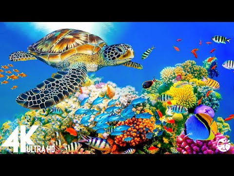 The Ocean 4K - Captivating Moments with Jellyfish and Fish in the Ocean - Relaxation Video