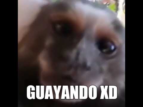 GUAYANDO XD