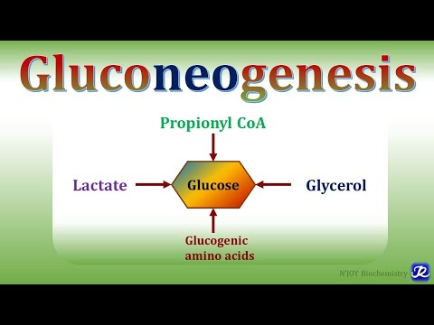 15: Gluconeogenesis-1 | Carbohydrates Metabolism | Biochemistry |N'JOY Biochemistry