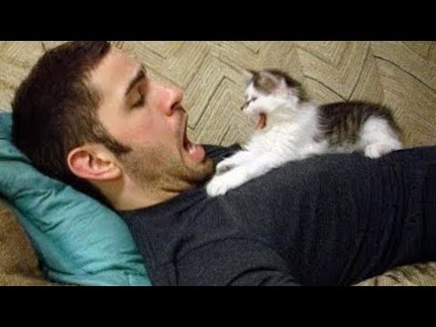 When The Most Dramatic Cat Comes Into Your Life 😹❤️😂 | Funny Animals Video 2025