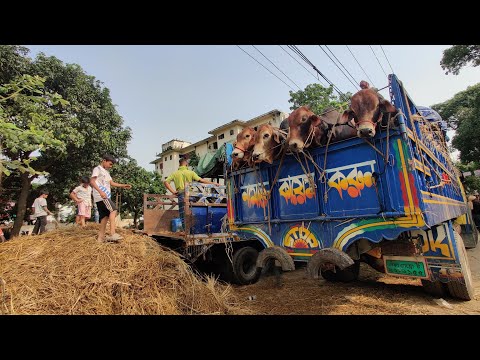 কুরবানীর পশু নেয়ার আগে কিছু কথা জেনে রাখা ভালো। কুরবানী ২০২৪ হাট 🐄🐮