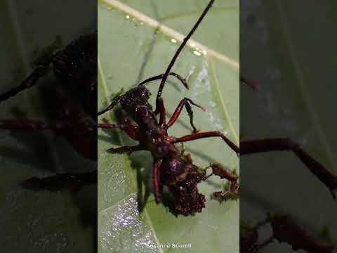 This Fungus Turns Ants Into Zombies | Fascinating Horror Shorts