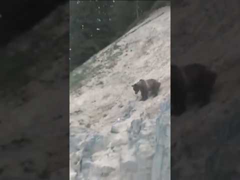 Black bear falls off mountain while hunting and dies#waldlife #animal #safari #love