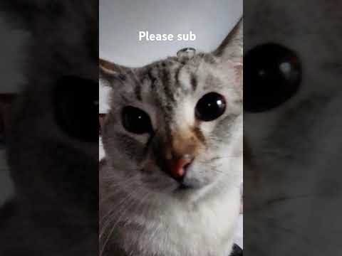 pls sub #cat