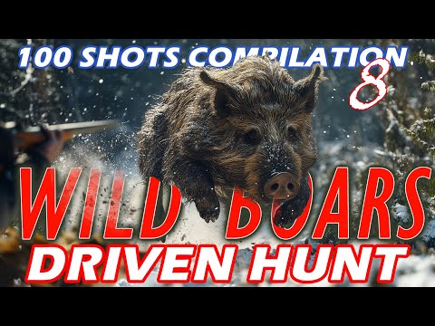 🎯Wild Boar shots 🐗 compilation 8