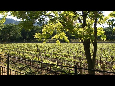 Wine Country- Vineyards in Spring - Relaxing Winery Landscapes