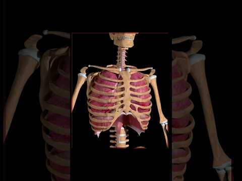 Sternum or Chestbone anatomy: 3d Illustration