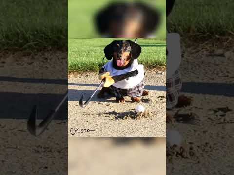 Dogs go golfing