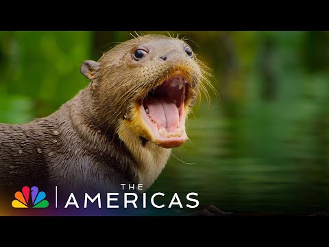 Tom Hanks Narrates About an Adorable Baby Otter Enjoying the Catch of the Day | The Americas | NBC