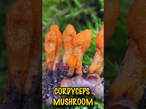 Cordyceps Mushroom Amazing Health Benefits