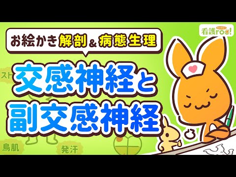 【脳神経系】交感神経と副交感神経｜お絵かき解剖＆病態生理6