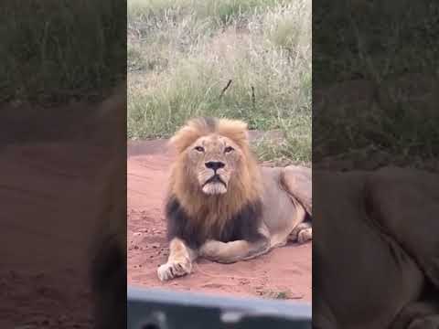 Throwing stones at a male lion was expensive.#Animal life 0007#beautiful #biglion