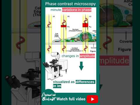 Phase contrast microscopy explained in 1 minute