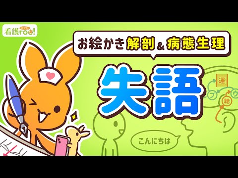 【脳神経系】失語｜お絵かき解剖＆病態生理