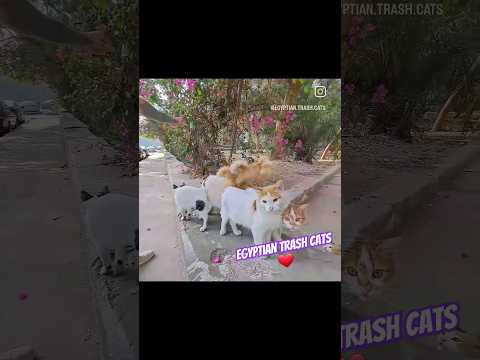 Egyptian Trash Cats! 🐈 ❤️ #cats #cat #catlover #catrescue #animals #pets #catsofinstagram #catvideos