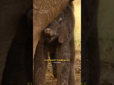 60 Seconds of Cuddly Baby Animals! #BabyAnimals #NatGeoKids #GrowingUpAnimal