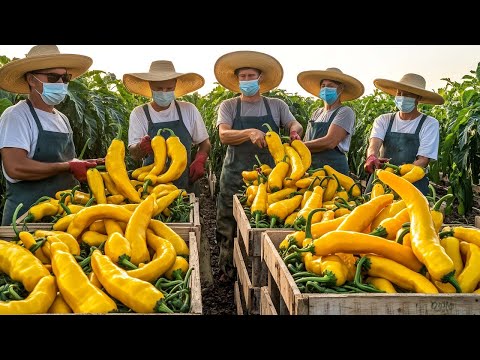 American Farmers Are Harvesting And Processing Millions Of Tons Of Agricultural Products This Way