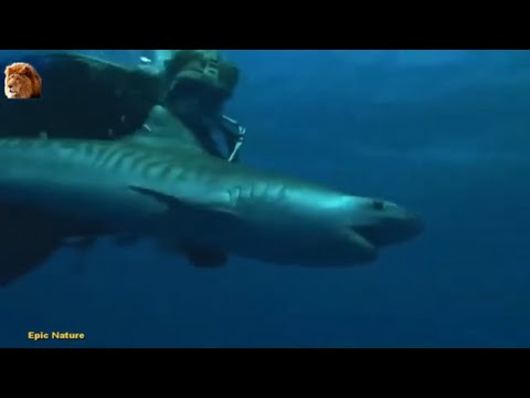 Shark Gordon's - Most Dangerous Moments