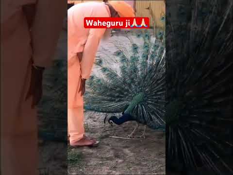 #waheguru #shorts #video #viralshorts #trending #short #trendingshorts