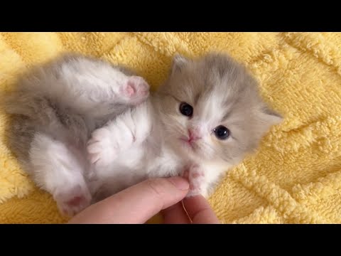 甘い小さな子猫たちがあなたの魂を溶かします ♥