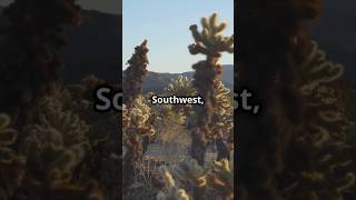 Mind Blowing Facts About the Jumping Cholla Cactus! #earth #wildlife #nature #top10 #facts #plants