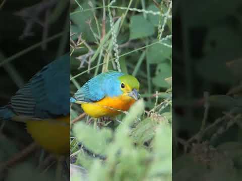 Orange-breasted Bunting  #shorts  #birds