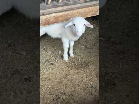 😍#sheep #sheepfarming #pets #lovelygirl #beauty #cute #lamb #life #lifestyle #lifeabroad #serbia