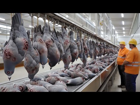 American Farmers Raise And Process The Meat Of Millions Of Pigeons This Way #farming #processing