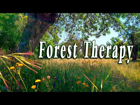 9h Healing Frequency Forest Therapy 🌳🌞 Begin Your Day with POSITIVE MORNING VIBRATIONS🌳Nature Sounds